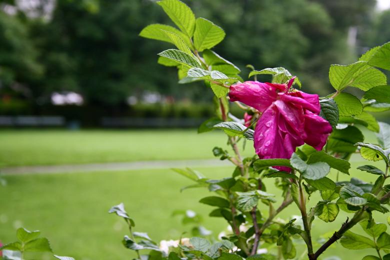 Free stock image of Pink Flowers created by Danny Ouellet