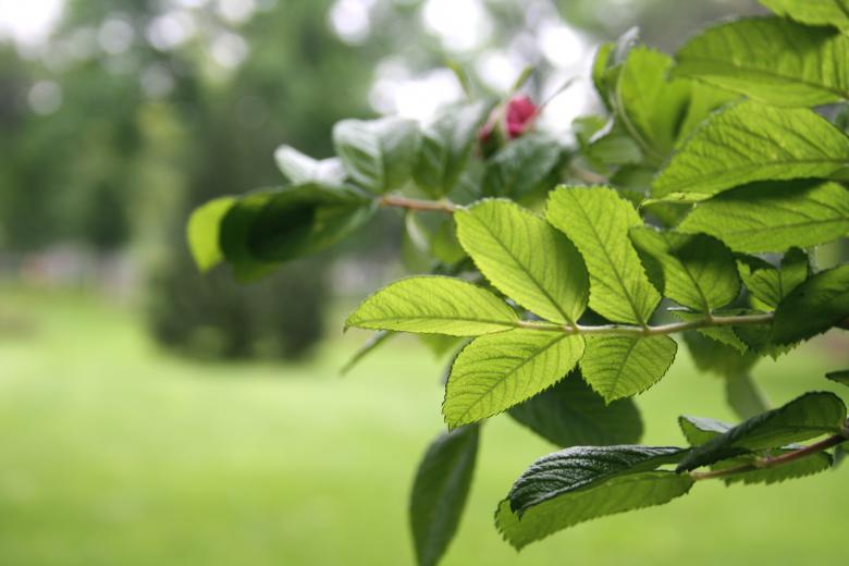 Free stock image of Green Leaves created by Danny Ouellet