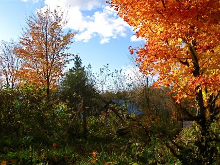Free Stock Photo of Autumn trees