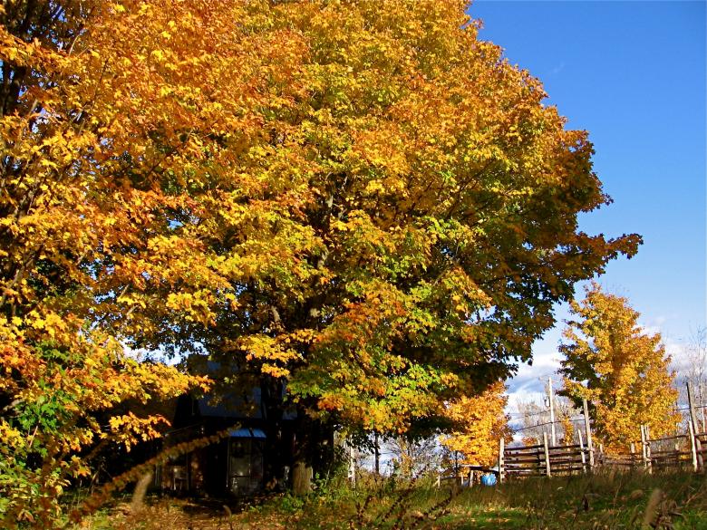 Free stock image of Autumn trees created by Danny Ouellet