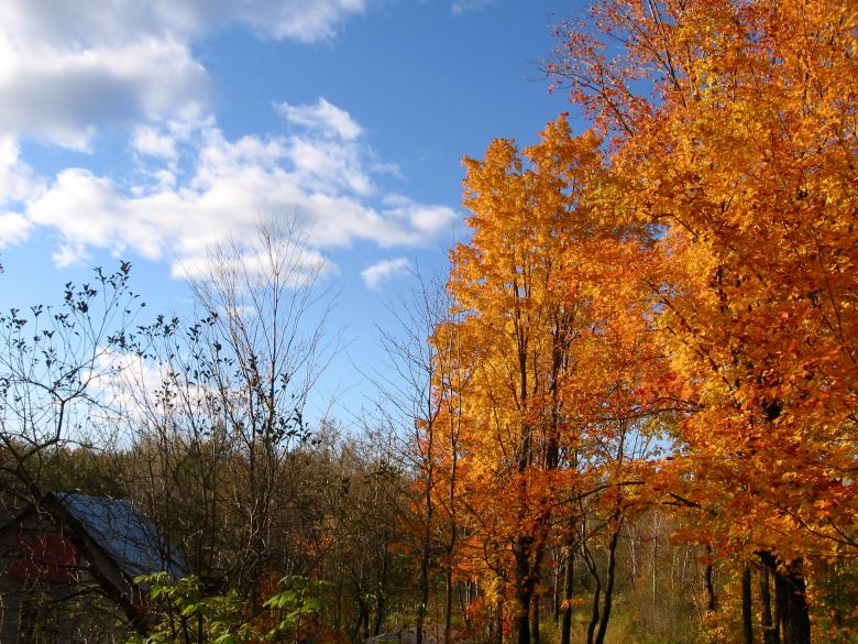 Free stock image of Autumn trees created by Danny Ouellet