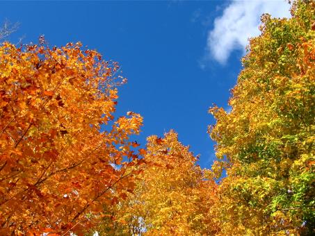 Autumn trees - Free Stock Photo