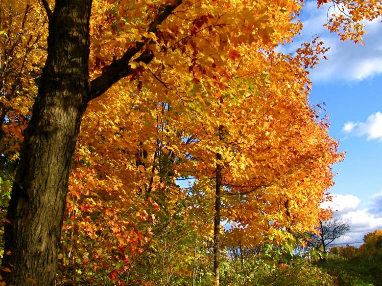 Free stock image of Autumn trees created by Danny Ouellet