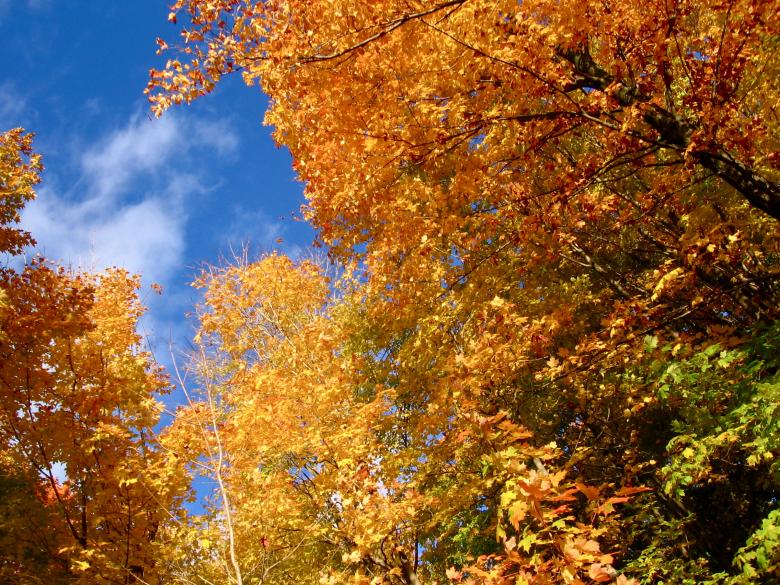 Free stock image of Autumn trees created by Danny Ouellet