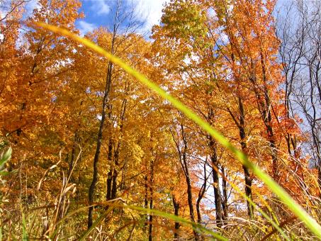 Free Stock Photo of Autumn trees