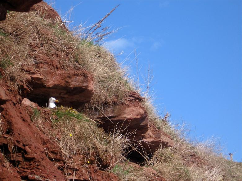 Free stock image of Bird in hill created by Danny Ouellet
