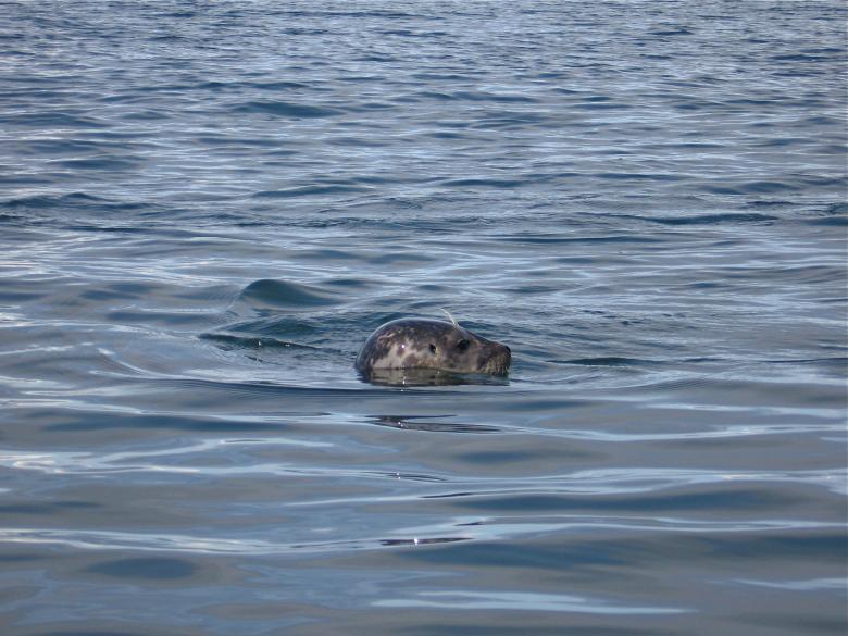 Free stock image of Seal created by Danny Ouellet