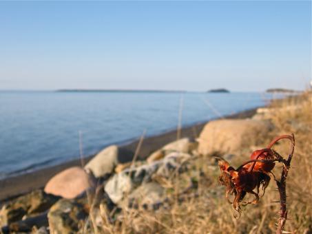 Shore