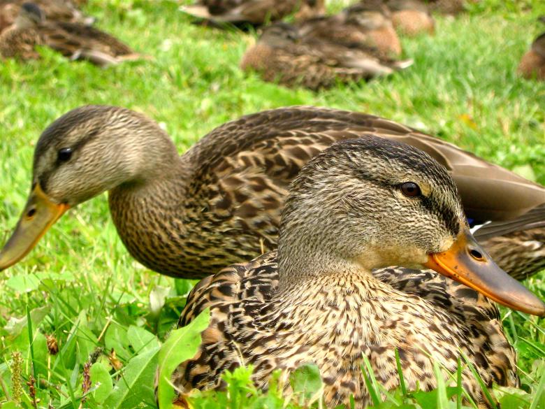 Free stock image of Ducks created by Danny Ouellet