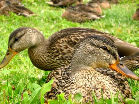 Free Stock Photo of Ducks