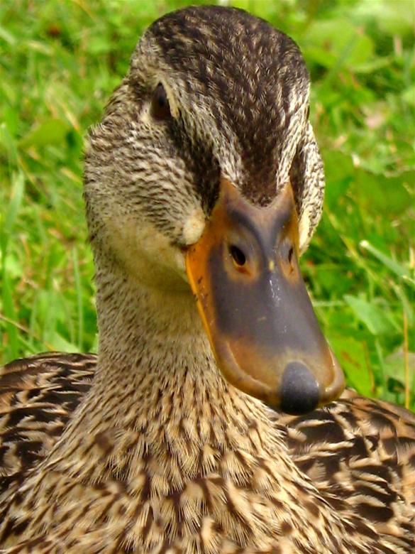 Free stock image of Duck created by Danny Ouellet