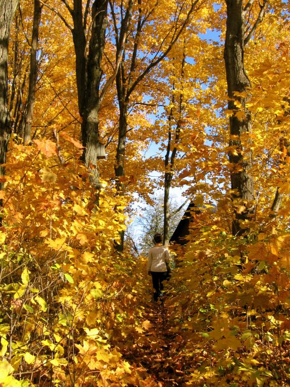 Free stock image of Autumn Trees created by Danny Ouellet