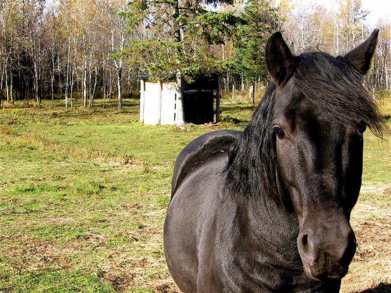 Free stock image of Horse created by Danny Ouellet