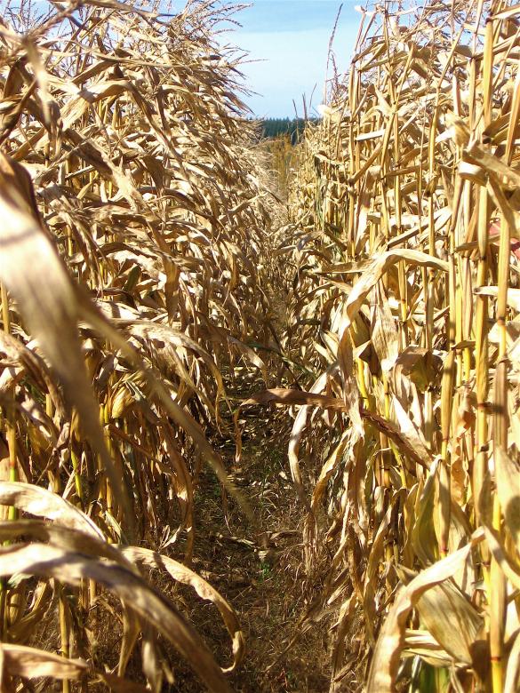 Free stock image of Corn Field created by Danny Ouellet