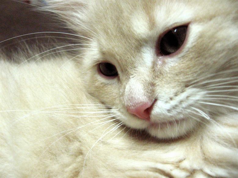 Free stock image of White Cat created by Danny Ouellet