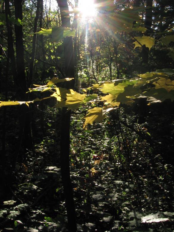 Free stock image of Forest Light created by Danny Ouellet