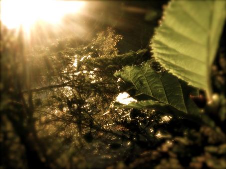 Autumn Leaf
