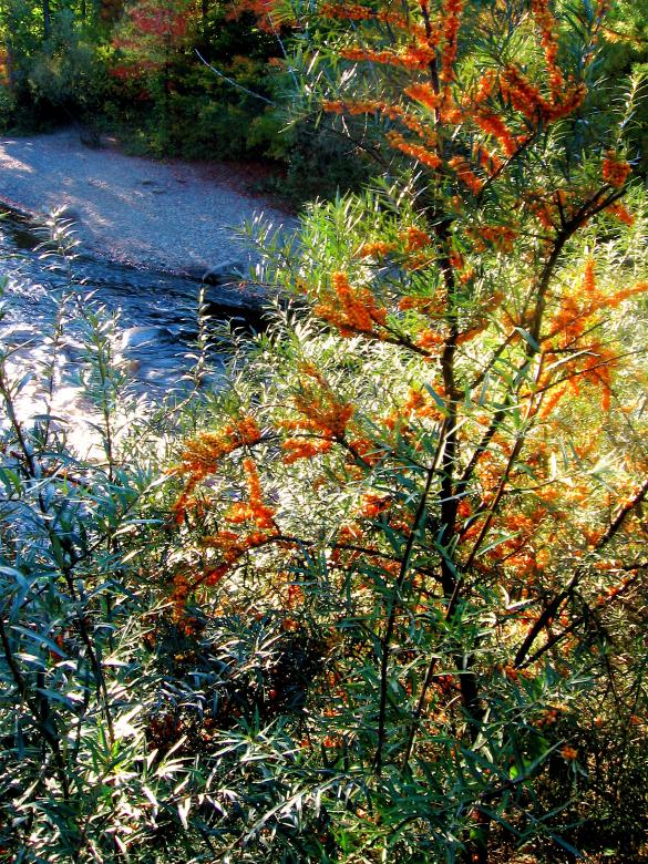 Free stock image of In nature created by Danny Ouellet