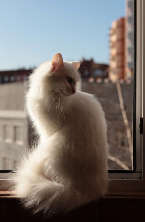Free stock image of cat created by 2happy