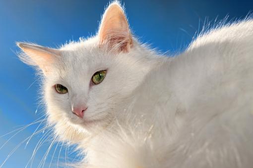 Free Stock Photo of White cat