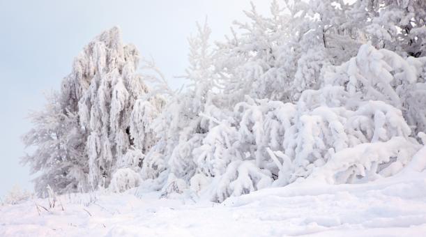 Cold winter  - Free Stock Photo