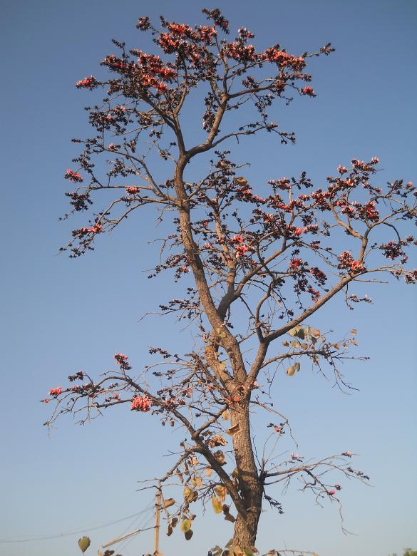 Free stock image of Tree created by Arjun Chourasia