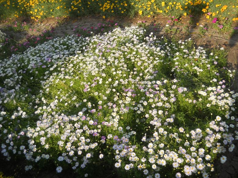 Free stock image of Flowers created by Arjun Chourasia