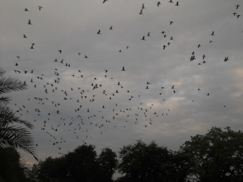 Free stock image of Flying Birds created by Arjun Chourasia