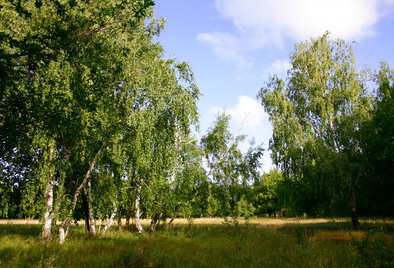 Free stock image of nature  created by 2happy