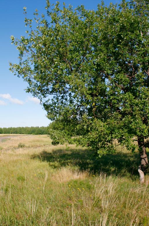 Free stock image of nature  created by 2happy