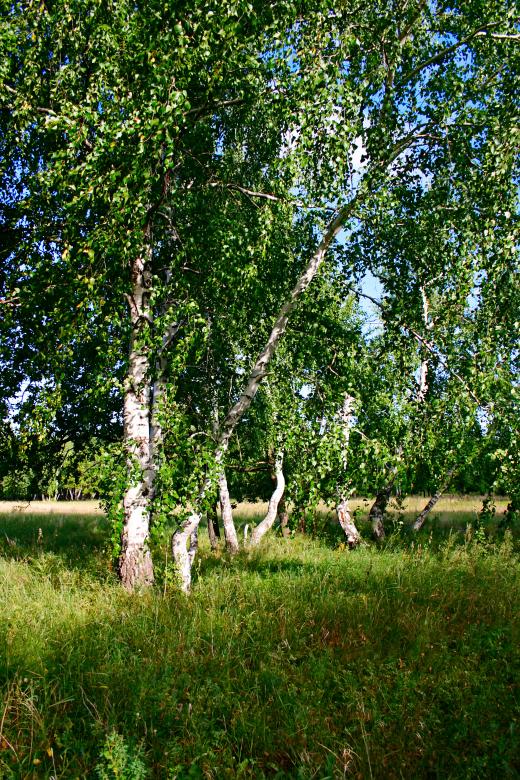 Free stock image of nature  created by 2happy