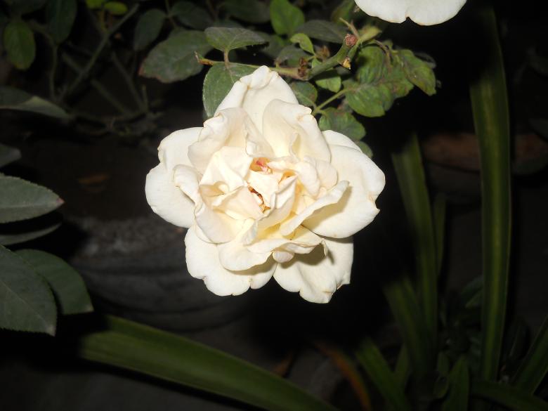 Free stock image of White Rose  created by Arjun Chourasia