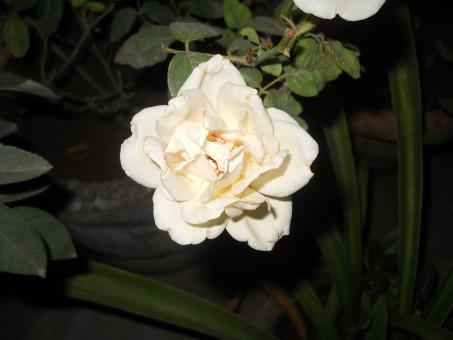 Free Stock Photo of White Rose 