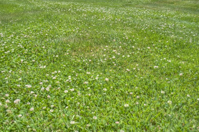 Free stock image of HDR Grass created by Rachael Towne