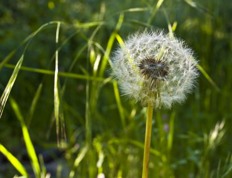 Free stock image of Spring Dandelion created by Rachael Towne
