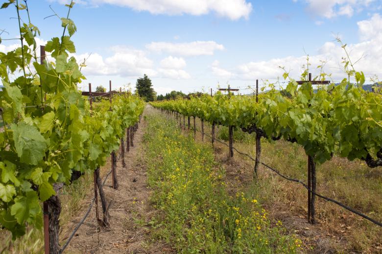 Free stock image of Vineyard created by Rachael Towne