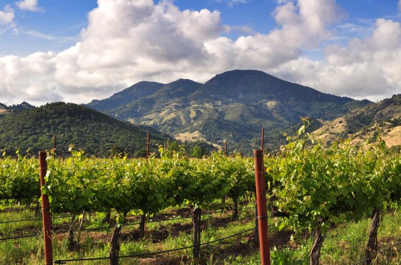 Free stock image of Calistoga Vineyard created by Rachael Towne