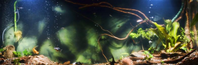 Free stock image of aquarium  created by 2happy