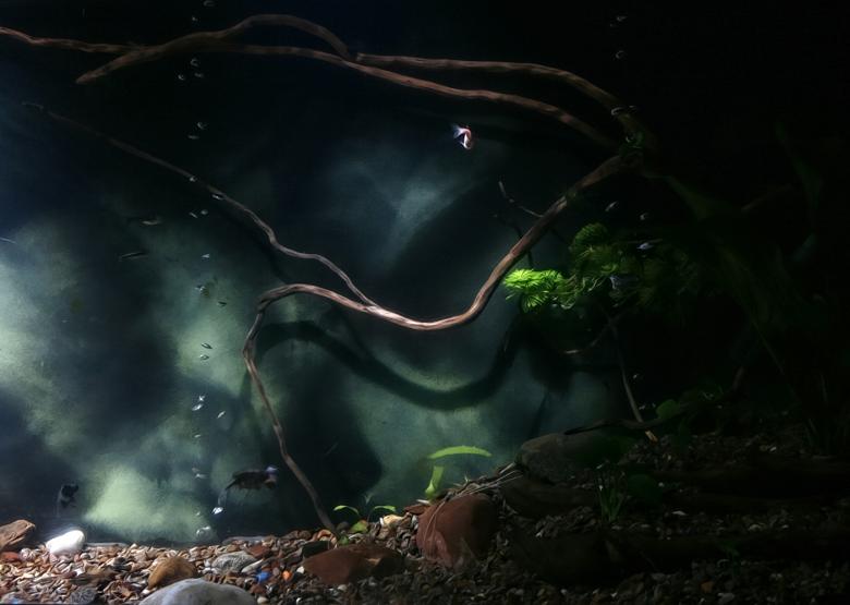 Free stock image of aquarium  created by 2happy