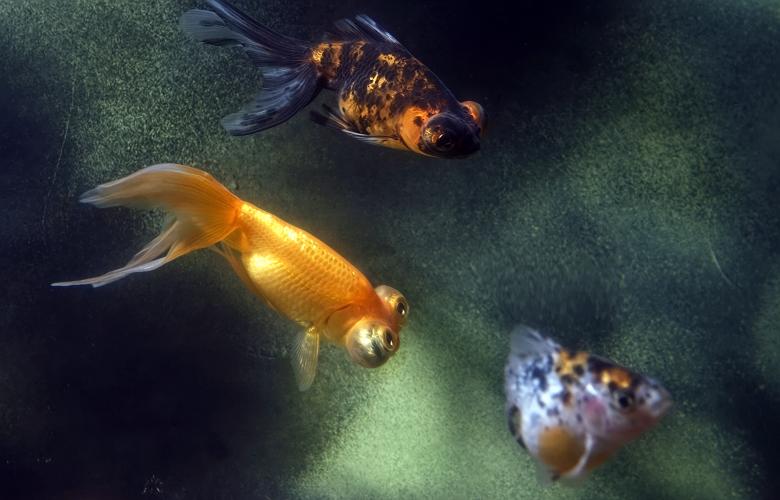 Free stock image of aquarium  created by 2happy