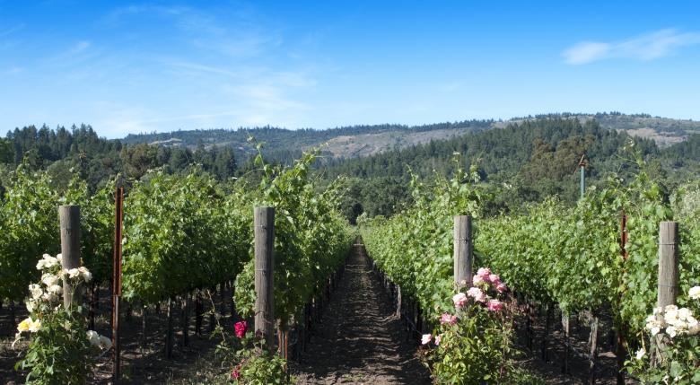 Free stock image of Vineyard and Roses created by Rachael Towne