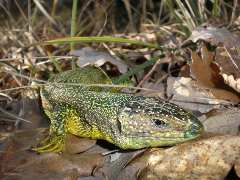 Free stock image of Green lizard created by rudy bagozzi