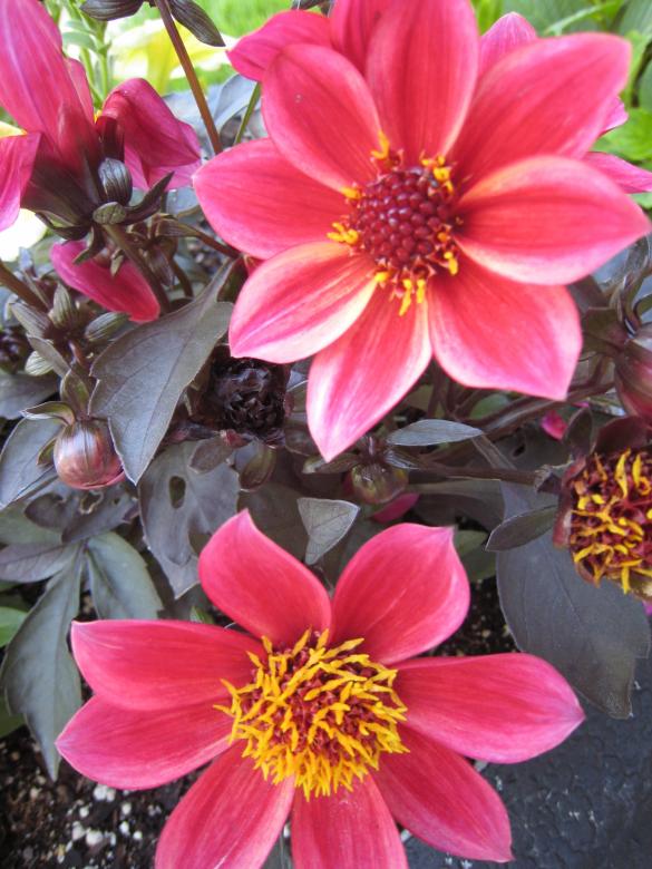 Free stock image of Pink Flowers created by RS