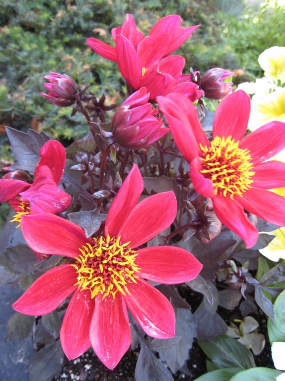 Free stock image of Red flowers closeup created by RS