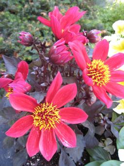 Red flowers closeup - Free Stock Photo