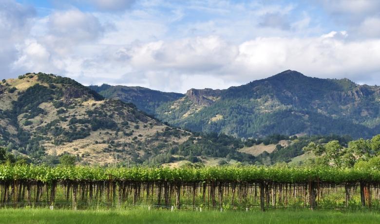 Free stock image of Beautiful Calistoga Vineyard created by Rachael Towne