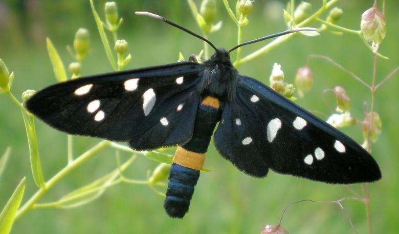 Free stock image of Butterfly created by rudy bagozzi