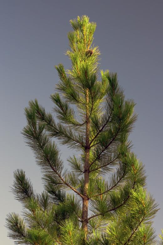 Free stock image of Fir Tree created by 2happy