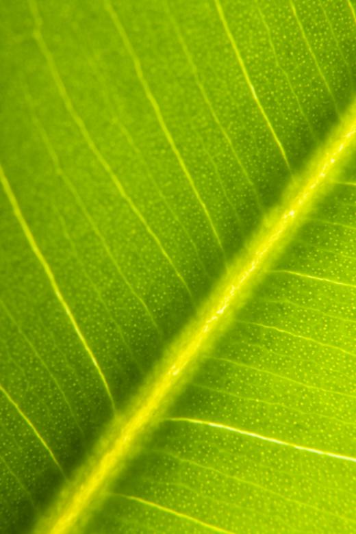 Free stock image of leaf created by 2happy