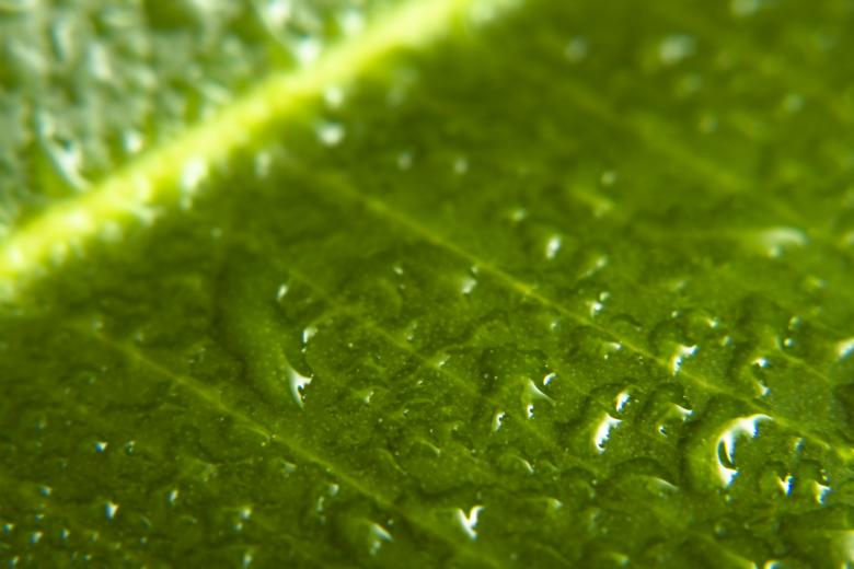 Free stock image of Wet Green Leaf created by 2happy